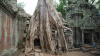 ta prohm overgrown