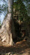 ta prohm