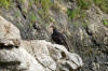 ocotal beach vulture