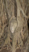 Buddha Head Within Tree Trunk